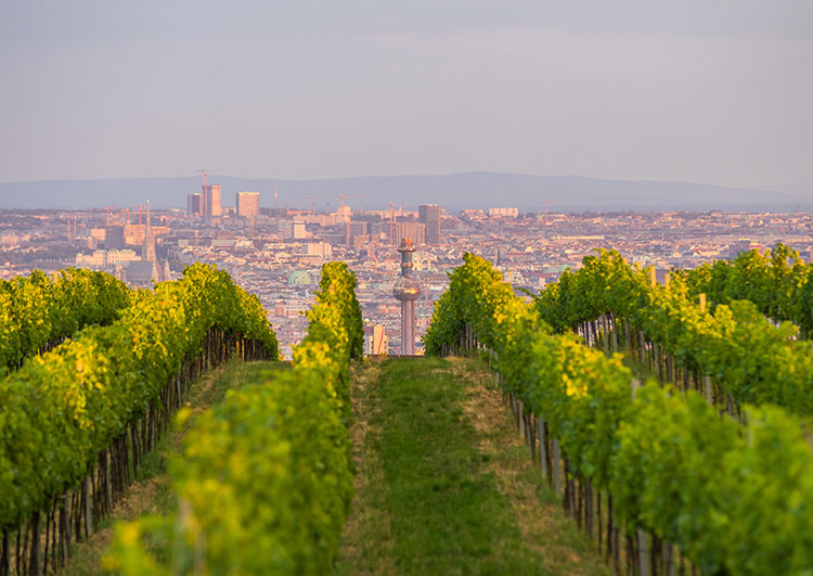 Foto: Weinberge in Wien